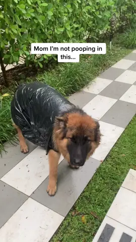 #fyp #germanshepherd #dog #poop #viral