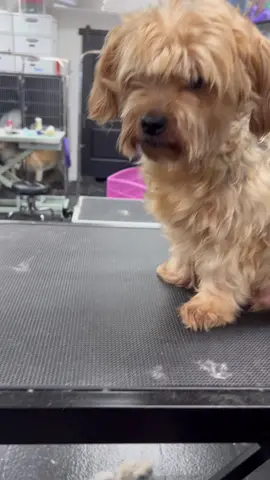 Nico! #dogsofttiktok #dog #doggrooming #doggroomer #doggroomersoftiktok #yorkiesoftiktok #yorkie #fyp #OneSliceChallenge