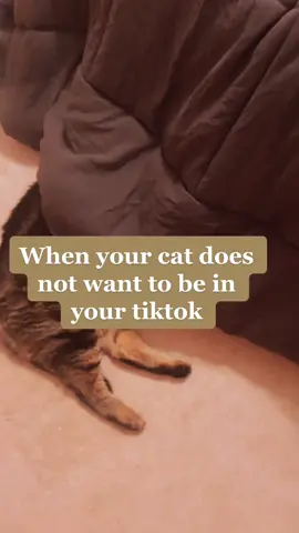 I can take a hint 😹#catsoftiktok #fatcat #fatcatsociety #catmom #catmomlife #cathumor #petparents #petparent #OneSliceChallenge #fyp