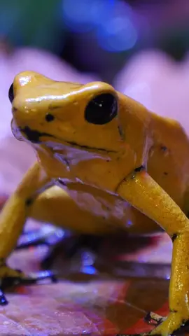 The poison dart frog is the most poisonous family of vertebrates in the world. Just one has enough poison to kill 10 adult humans 🐸☠️ #ScaryStories