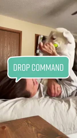 Gotta refresh it every now and then 🥰 #cutedogs #ilovemydog #whiteboxer #dogsplaying #dogsotiktok