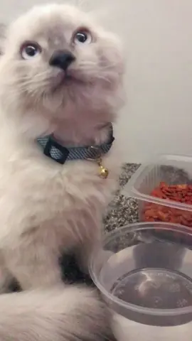 They grow up so fast 😪 #barleytheragdoll #sg #fyp