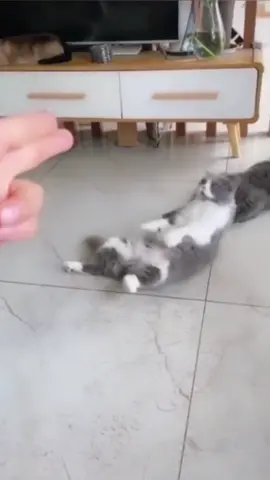 fake gun and good actor#actor#petlover #cat#catactor #dogactor #fakegun