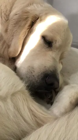 Bubble snoot dreaming #goldenretriever #goldenpuppy #puppy