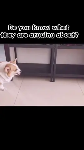 The female remembered something the male said 10 years ago 😂😂😂 #dog #funnyvideos #angry #dogofticktok #arguing #dogsofttiktok #puppy #funnydog