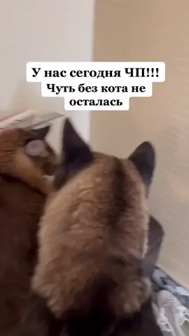 Облачко сегодня решил по максималке хапнуть адреналина, покушаясь на Чубакин завтрак😱 #американскаяакита #акита #собака #кот #мейнкун #котипес