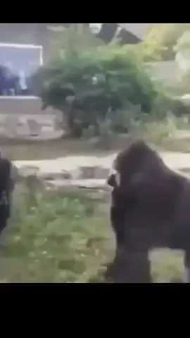 #meme #monkey #fight