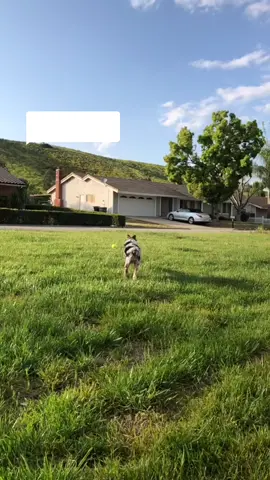 Reply to @localkristal so indecisive. Meet Courage #couragethecowardlydog #dogsofttiktok #toyaussie #aussie #australianshepherd
