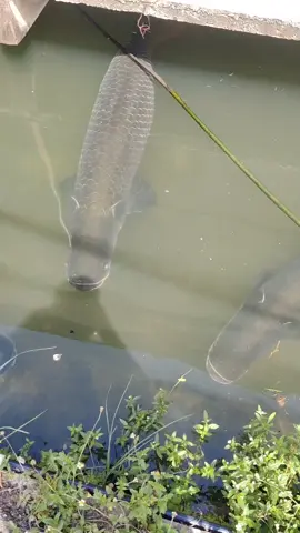 Ngapp ngapp 😉 #Arapaima #Ayam1kg #ikanviral #yippiiieeee