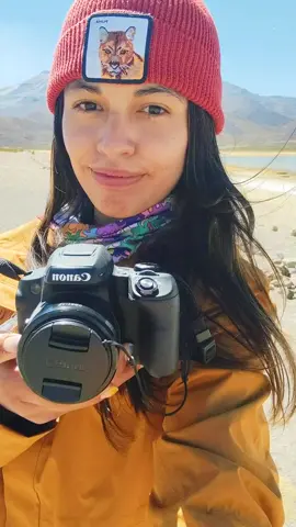 El Parque Nacional Volcán Isluga alberga una de las grandes concentraciones más impresionantes de biodiversidad asociada al ecosistema alto andino.🌋🌵Les comparto mis 27 fotos de la fauna nativa. 🦙🦩🐇🦆❤️#colchane #iquique #regiontarapaca  #parquenacionalvolcanisluga  #27fotoschallenge