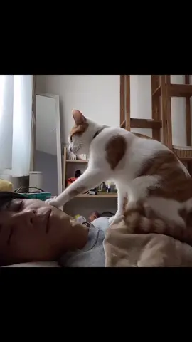 パパを起こす猫シリーズ⑤。色んな角度から攻めてみる。最後はやっぱりアイツが来ます。#猫アラーム #うちの猫 #猫のいる暮らし