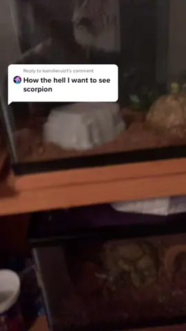 Reply to @kamilleruiz1 yes I use gloves for some pets 😌 #foryoupage #foryou #fyp #scorpion #cool #pet #animals #cute #scary