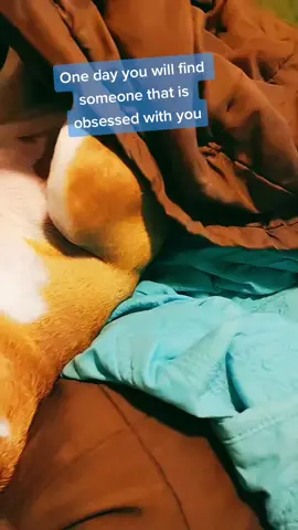 💙 🐾  #dog #BestFriends #dogparents #obsessed #goodboy #fyp