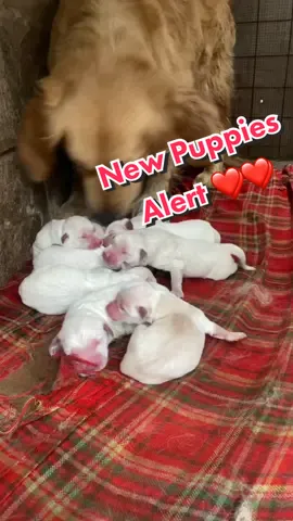 🐶 Mya Finally got her beautiful #goldenretriever #Puppies, 9 #beautiful #healthy bouncing pups, can’t wait for them to grow and start running around.