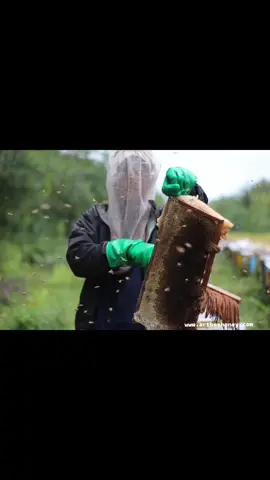 Farm honey 🍯 #fotografer #fyp #artbeehoney #honey #KeluargaSehatIndonesiaKuat