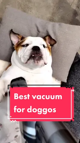 Cleaning day, best vacuum for dogs! #CleanTok #bulldog #vacuum #dreamet30  @dreametech