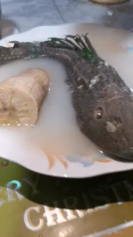 de la selva su pescado #carachama ¿Lo han probado?