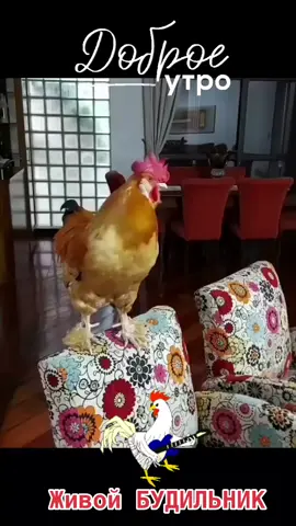 Доброе утречко#живойбудильник#пора вставатьутро наступило#