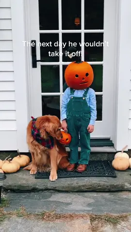 Pumpkin Toddler challenge 🤣🎃🧡