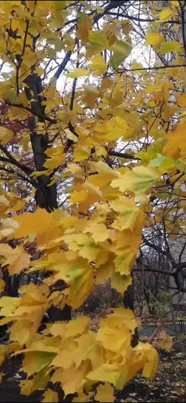 осень#небо#деревья#клен#ветви#пасмурно#дождь#желтые листья#ветер#отдых#ддт#шевчук#песня#хит#прогулка#улица#природа#красота#дорога#газон#трава#тучи