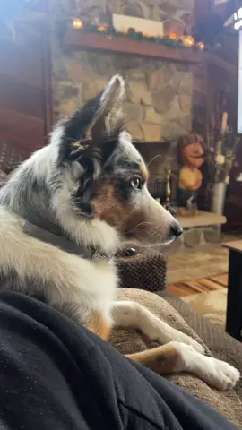 😂 #dogsoftiktok #aussiesdoingthings #australianshepherd #gaspingchallenge #foryoupage