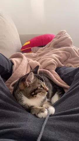 I think he may have liked it 🤣 #cats #catsoftiktok #fart #funnyreaction