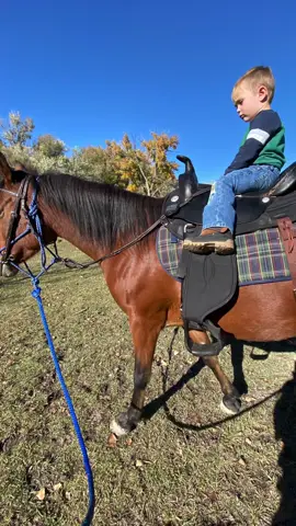 The horses waited for Zack to be out of the way.  Zack’s first ride on Tala #arabianhorses #tennesseewalkinghorse #wyomingisntreal #fall