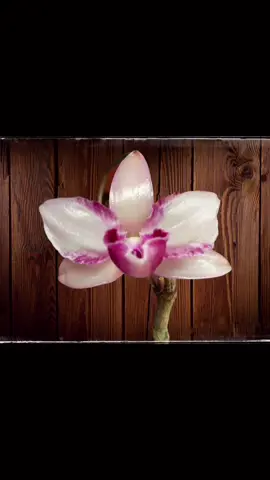 Siêu phẩm 6 mắt#yeuhoalan #fpy #Ntt