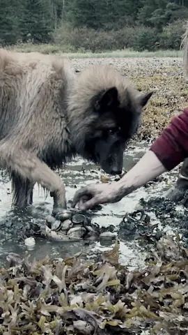 We’ll never forget you, Mr. Cupcake. 💙 #AlaskanBushPeople #MakeItCinematic