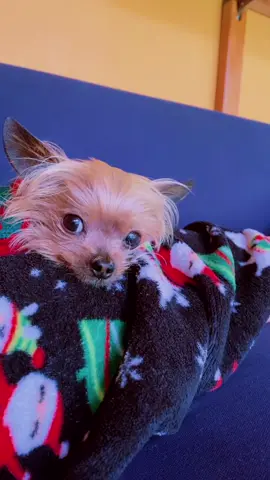 Windows #error404 #chuytheminiyorkie #cute ##terrier #petlover #windowserror #computer #programer #ittech #ears #sleepy #adorable #texas