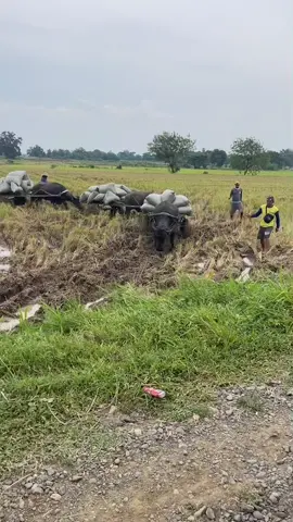 #carabao a reliable partner in our fields #kariada #riceharvesting #MyriadFarms