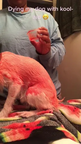 #buddys #tiktoker #pinkdog #foryou #ellabodla