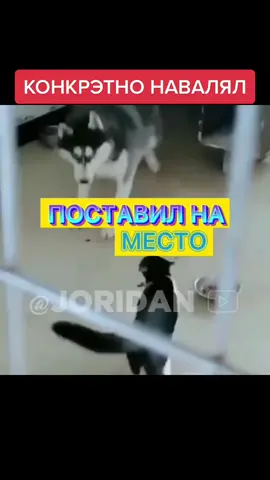 #джоридан#joridan#врек#юмор#топозвучка#хочуврек #смешнаяозвучка#озвучка#джавид #озвучкаджавид#озвучкамультиков #мультик#ржачно#прикол