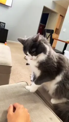 🐈 I cat and#cat #pet #tiktok