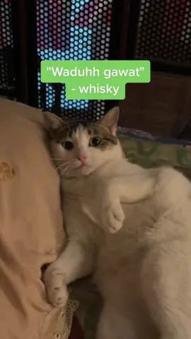 tidur bareng dugong mageran berakhir dengan berebutan bantal 😩🙌🏻 #kucinglucu #foryourpage #kucingtiktok #foryou #fyp