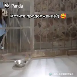 Ребят, если это видео наберёт 1500 лайков будет больше ПАНД🥰😄#панда #панды #мишки #кунфупанда #животные #дикиеживотные #питомцы #милыевидео #милота #котики #cat#panda #animals #рекомендации #милота💕💕💕#джунгли  #обзорспандами #котикиприколы #бамбук