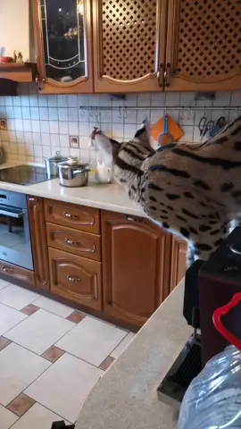 #savannahsbt #f1savannahkitten #питомниксаванн #africanserval #тикерытокеры #ручнойсервал #хочуврекомендации