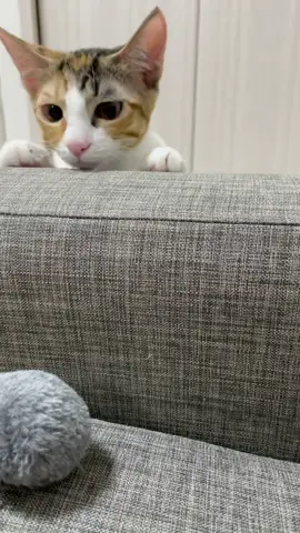 なんか釣れた　#つなまよ #保護猫 #子猫
