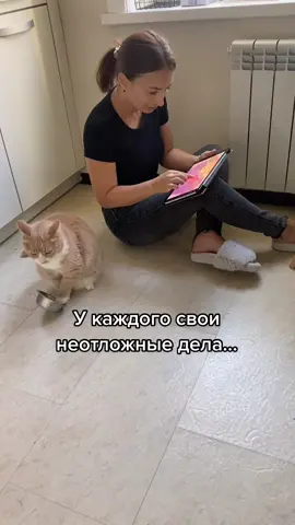 #котбайкот #котзабастовщик #котмузыкант #смешныекотики #видеокотика