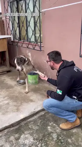 Fomos verificar uma denúncia de maus-tratos e a cachorra me recebeu assim ❤️🐶. Vive na corrente, sem alimentação. Vc acha que devemos resgatá-la?!