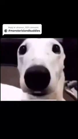 Reply to @ultraman_123 Shivered in ma boots. #memes #shiver #dog #scared #fyp