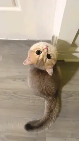 Meow ～#kitten #cat #cute #meow