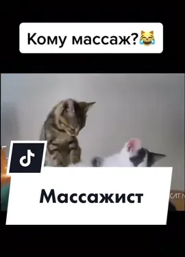 кому массаж?😹 #кот #коты #рек #рекомендации #прикол #приколы