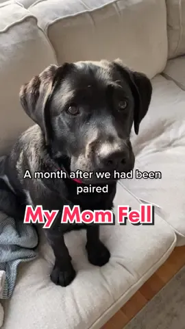 Not all heroes wear capes #servicedoglife #labsoftiktok #labrador #dogsofttiktok #fyp