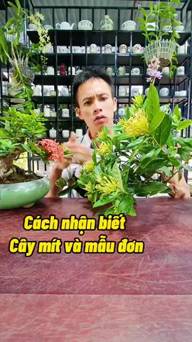 Cách nhìn nhận biết cây mẫu đơn #namxelan90 #trongcay #caycanh #caymini #caymaudon #vmm