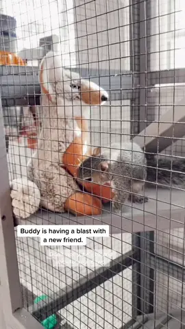 Spoiling this guy until he’s ole enough to be released. Such a joy.