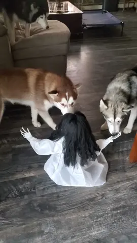 #halloween #huskiesoftiktok #scared #haha #dogs