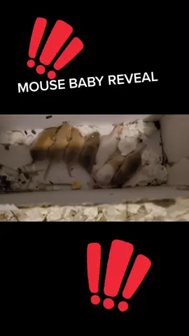 #mousetok #petmicetiktok #petmice #miceoftiktok #mice #fyp #mouse #petmiceoftiktok #pet #animals