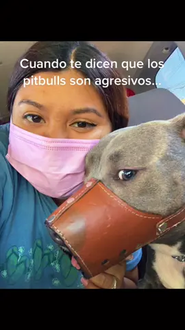 #pitbull#pitbullmoma#hello