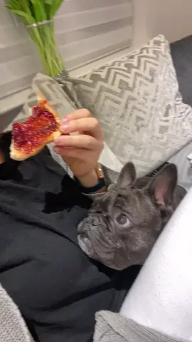 no peace ever #frenchbulldogs